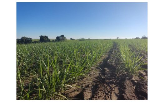 Herdade com 119 Alqueires de Cana na Região de Sorocaba, São Paulo | Alta Produtividade e Logística Estratégica