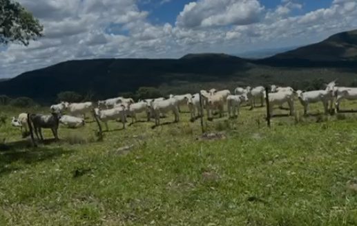 Herdade com 200 Hectares em Minduri, Minas Gerais | Produção de Café | Recursos Hídricos